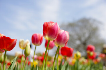 Fototapeta premium Beautiful tulip flower in the park