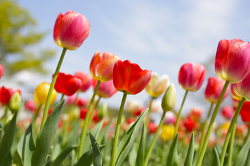 Beautiful tulip flower in the park
