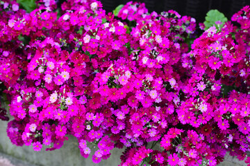 Primula Malacoides, Pink flowers in japan park