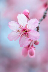 Obraz premium Close-up of a pink cherry blossom with delicate petals and soft background