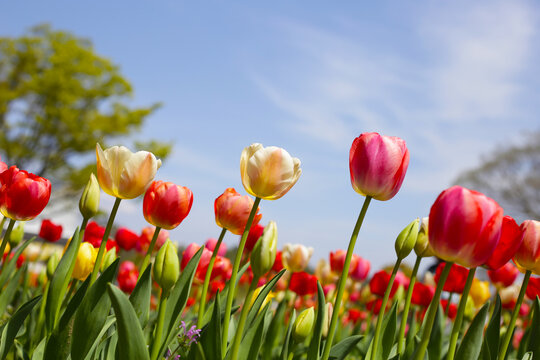 Beautiful tulip flower in the park
