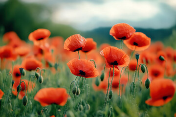 Field of red poppies swaying in the breeze, representing remembrance