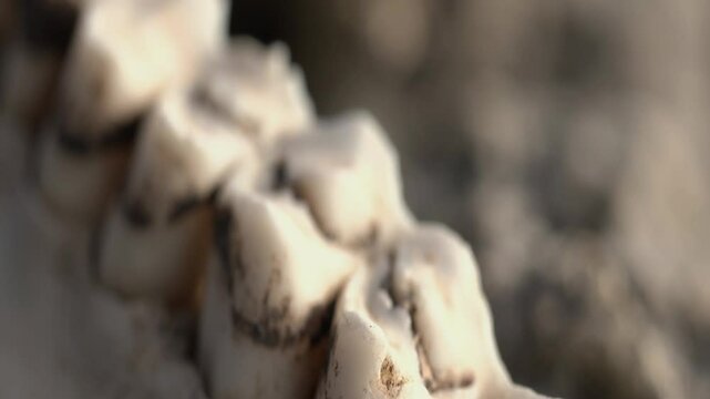 Teeth and jawbone of a dead animal macro footage