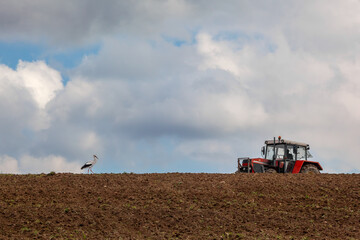 White Stork (Ciconia ciconia) and a Tractor on a Hill in Plowed Fields During Harvest Season, Poland