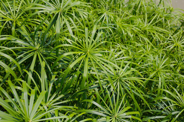 Cyperus involucratus plant in pond