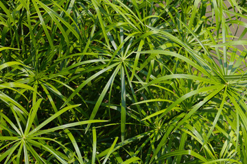 Cyperus involucratus plant in pond