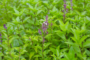 Thai sweet basil herb plant