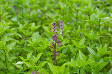 Thai sweet basil herb plant