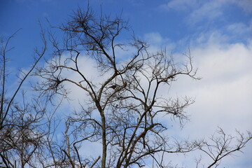 Branches of a big tree without leaves with a bright sky.