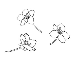 Set of apricot flowers. Spring hand drawn flowers. Blooming fruit tree. Isolated illustration on white.