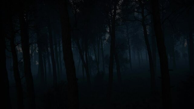 Scary Dark Forest, Woods Landscape