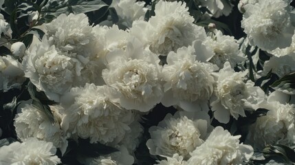 Lush cluster of creamy white peonies in full bloom, sunlight illuminating petals.
