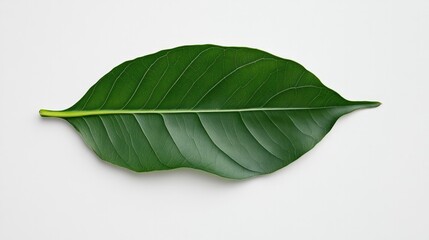 Obraz premium Large green leaf showcasing intricate veins and vibrant texture