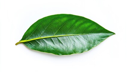 Obraz premium Lush green leaf showcasing vibrant texture and intricate vein pa