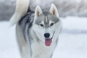 Happy husky in the snow. Smiling dog walking in a winter field.