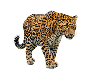 Obraz premium leopard isolated on white background.