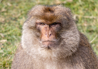 barbary macaques
