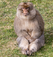 barbary macaques