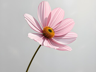 Minimalistic Abstract Oil Painting of a White Cosmos Flower with Pink Gold-Plated Accents on a Light Grey Textured Background

