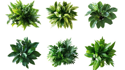 Collection of vibrant indoor plants arranged creatively showcasing various leaf shapes and colors in a bright setting