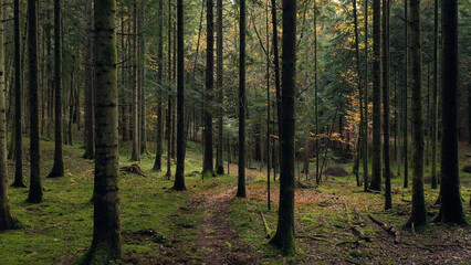 Beautiful empty path in mossy tree forest landscape.