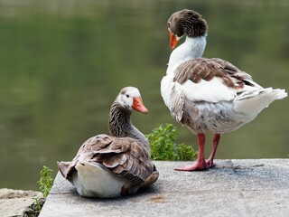 Pair of ducks from behind next to a river