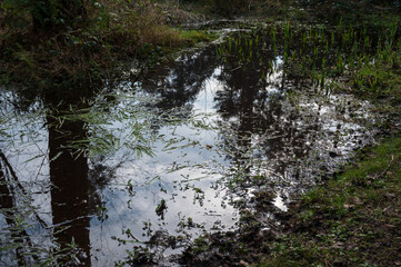 Biritsh woodland with swamp, Bishop Woods near Selby, North Yorkshire