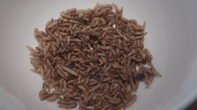 Medium shot of Maggots Squirming Around in Slow Motion
