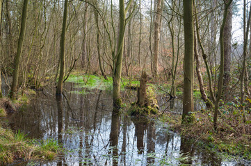 Biritsh woodland with swamp, Bishop Woods near Selby, North Yorkshire