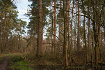 British woodland with mixed trees, Bishop Woods near Selby, North Yorkshire