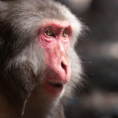 close up of a young baboon