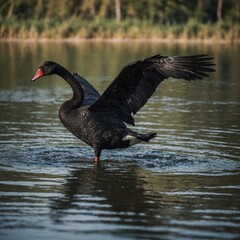 A black swan in flight, its elegant wings spread wide.