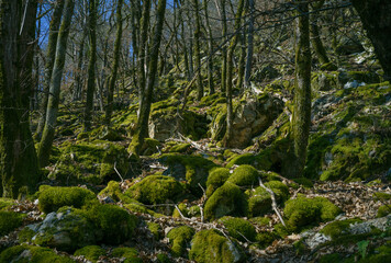 Fir and pine forest landscape, green moss covering the floor 