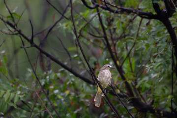 The beautiful White browed bulbul perched on a slender , dark branch amidst a backdrop of blurred green foliage.