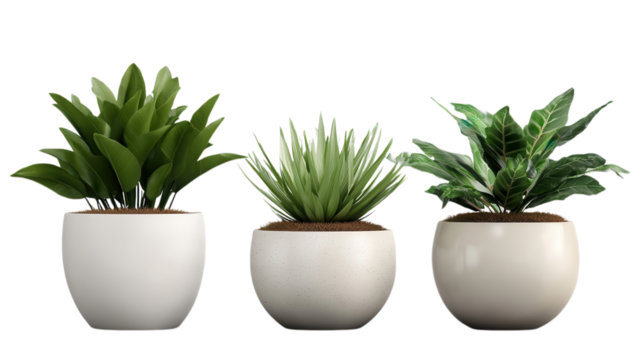 Collection of three decorative plants in modern pots arranged on a white background showcasing various greenery styles