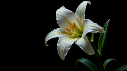 White lily flower on black background