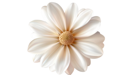 Delicate white daisy flower with soft petals and a central yellow disc in a minimalist presentation
