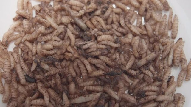Closeup Maggots Squirming Around Slow Motion