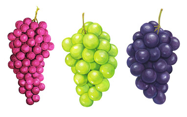 葡萄のイラスト セット