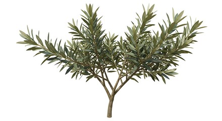 Realistic Olive Tree Branch Isolated White Background Detailed 3D Render Lush Greenery Twig Leaf    