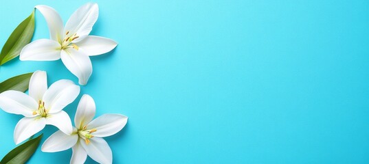 Three White Lilies with Green Leaves on Minimal Blue Background With Copy Space on Right