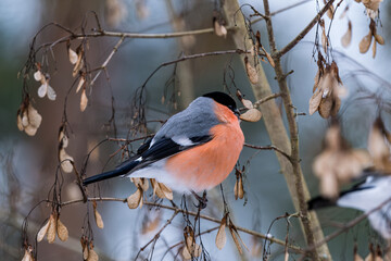 Eurasian bullfinch feeding on winter tree seeds