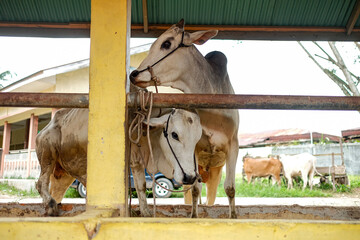 Cows in a Pen with a Rural Background