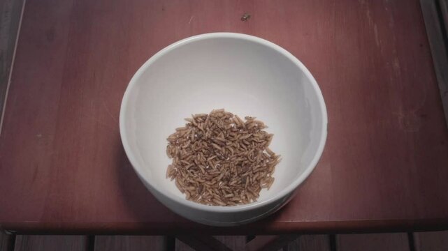 Slow Motion Maggots in a Bowl