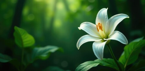 Obraz premium Majestic white lily against deep green jungle backdrop, tropical, green canopy