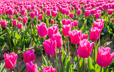Obraz premium Closeup of dark pink blooming tulips in flowerbeds of a specialized Dutch bulb nursery. The photo was taken on a sunny day at the beginning of the spring season.
