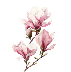 Obraz premium Magnolia flower watercolor isolated illustration, bloom, pink petals