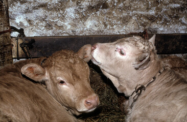 Vache, race B&eacute;arnaise, &eacute;table, Vall&eacute;e d'Ossau, 64, Pyr&eacute;n&eacute;es Atlantiques, France
