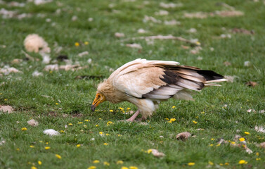Vautour percnoptère , Percnoptère d'Égypte,.Neophron percnopterus, Egyptian Vulture