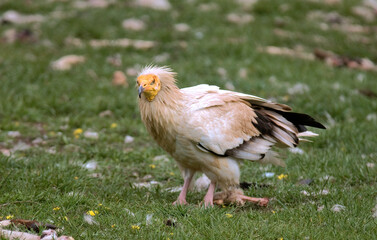 Vautour percnoptère , Percnoptère d'Égypte,.Neophron percnopterus, Egyptian Vulture